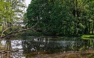 Staw i zieleń w Parku Rzecznym Wilgi